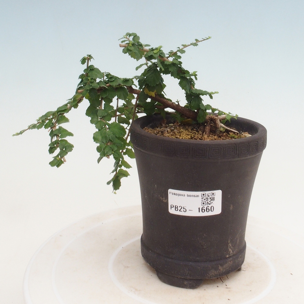 Izbová bonsai - Grewia sp. - Grewie malolistá