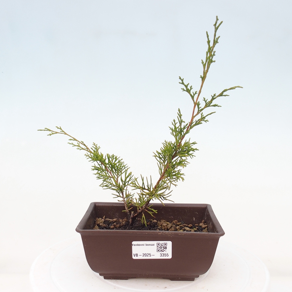 Vonkajší bonsai - Juniperus chinensis Itoigawa -Jalovec čínsky