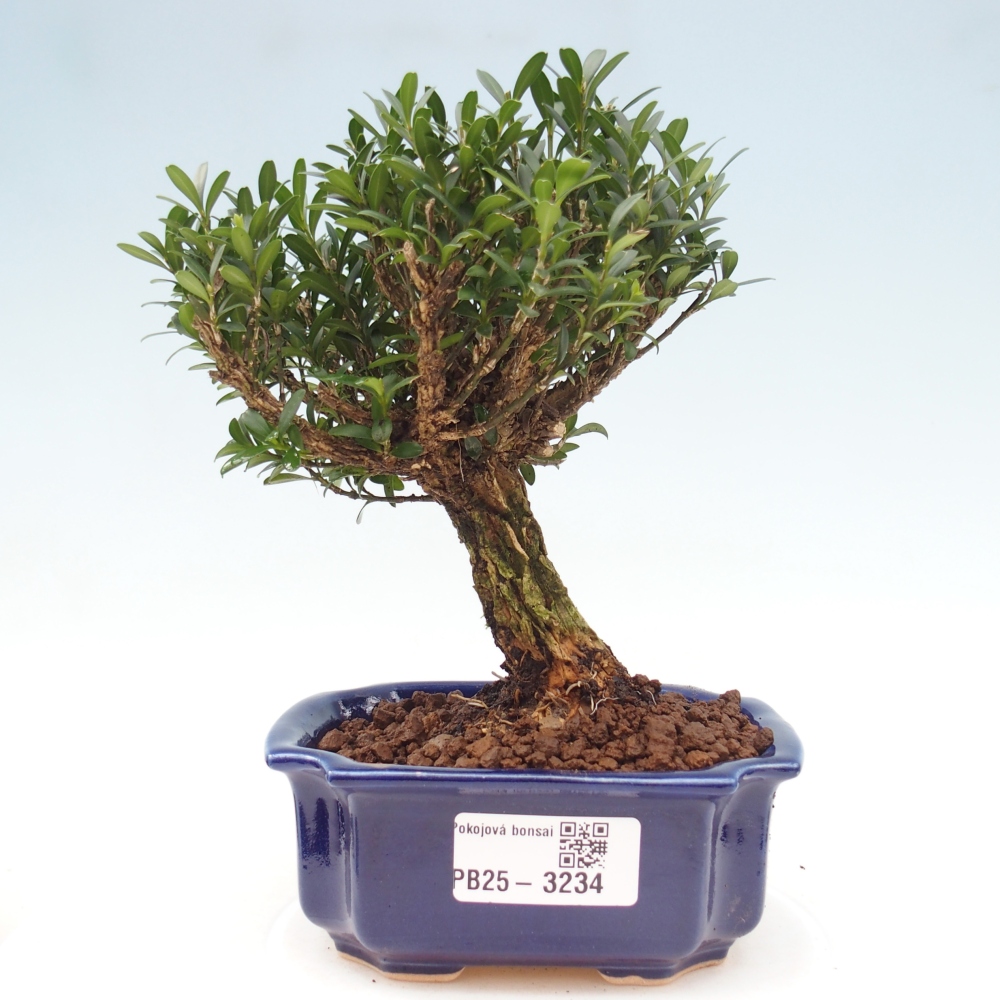 Izbové bonsaje - Buxus harlandii - korkový buxus