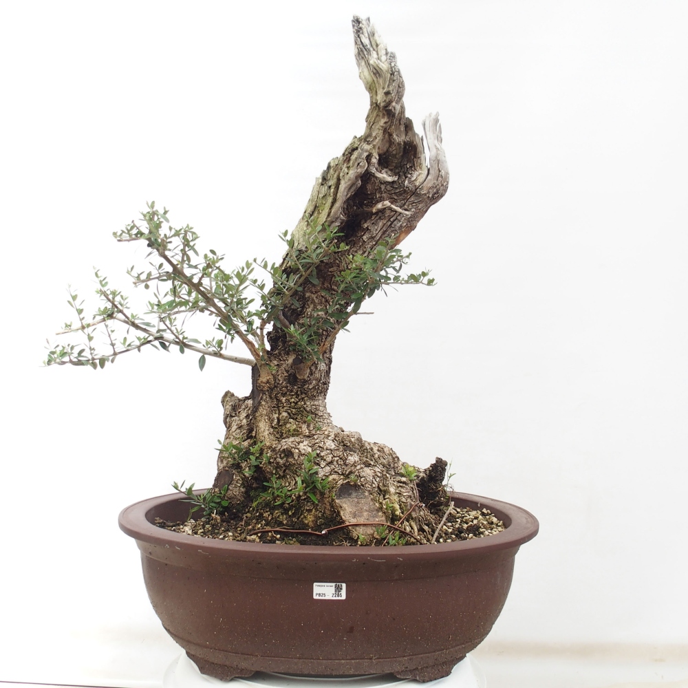 Izbová bonsai - Olea europaea sylvestris -Oliva evropská drobnolistá