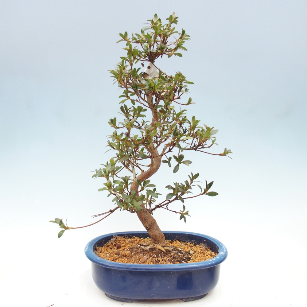 Vonkajšie bonsaje - Japonské azalky - Azalea Beniko