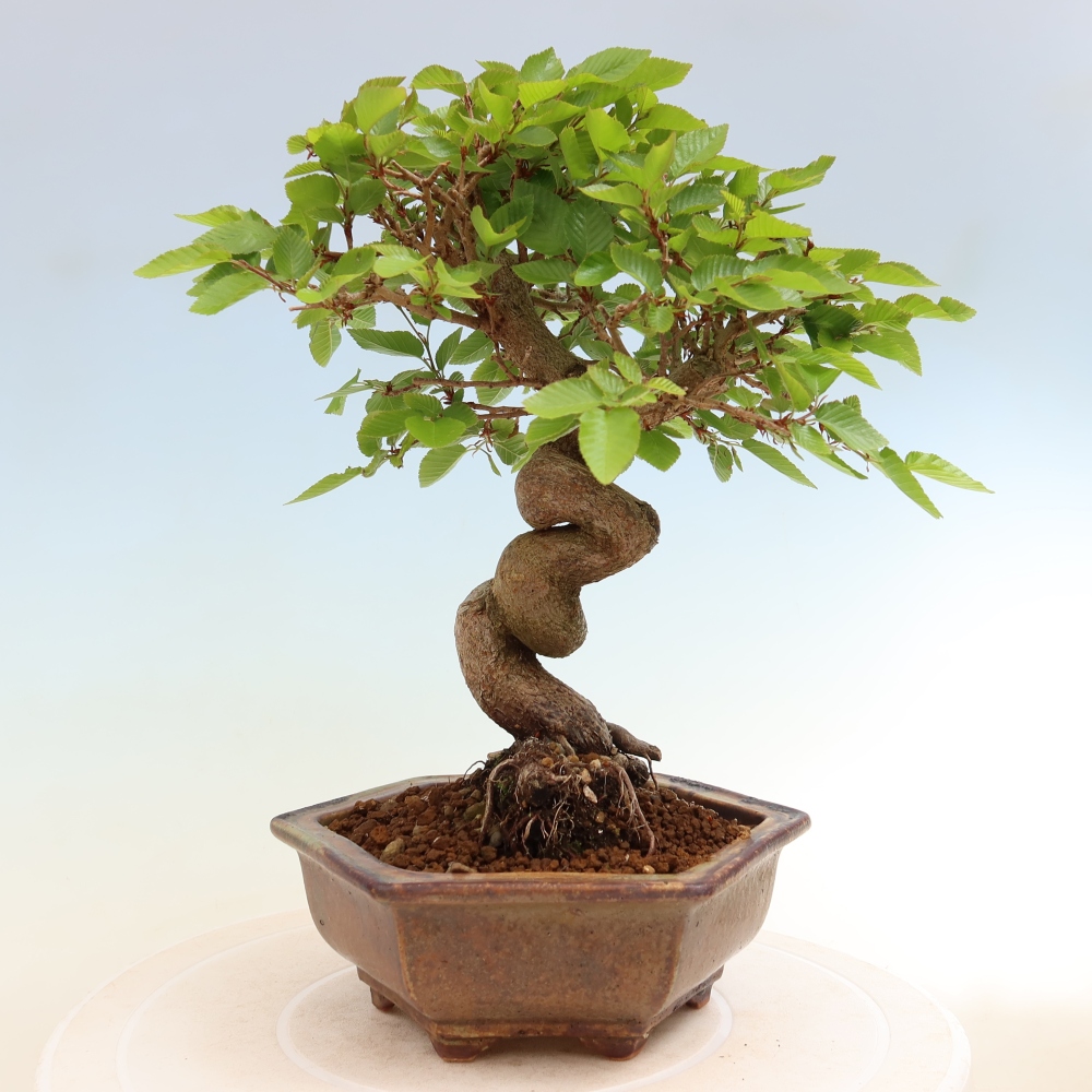 Vonkajší bonsaj -Carpinus coreana - Hrab kórejský