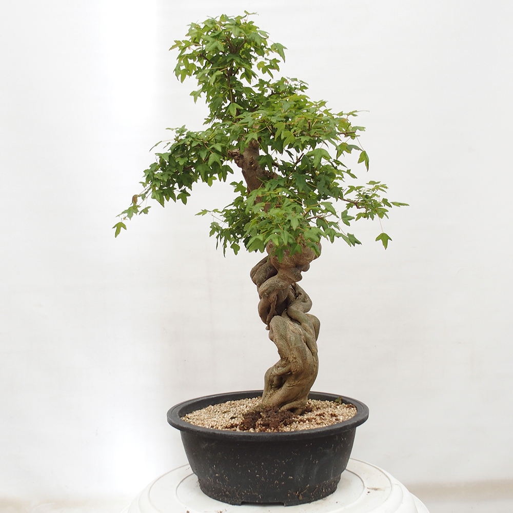 Vonkajšie bonsai - Javor Buergerianum - Javor Burgerův