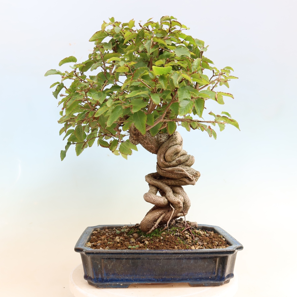 Vonkajšie bonsaje -Carpinus CARPINOIDES - Hrab kórejský
