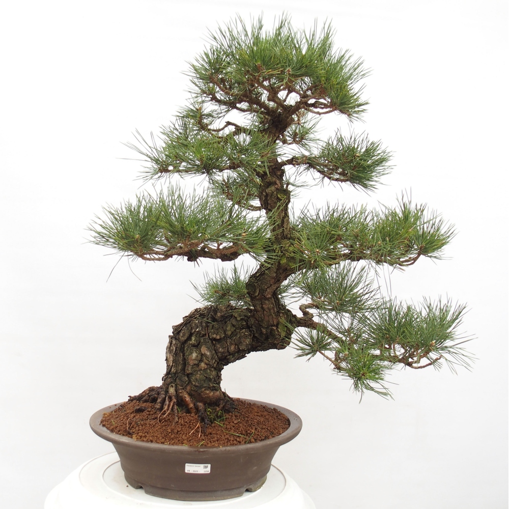 Vonkajšie bonsai - Pinus thunbergii - Borovica thunbergova