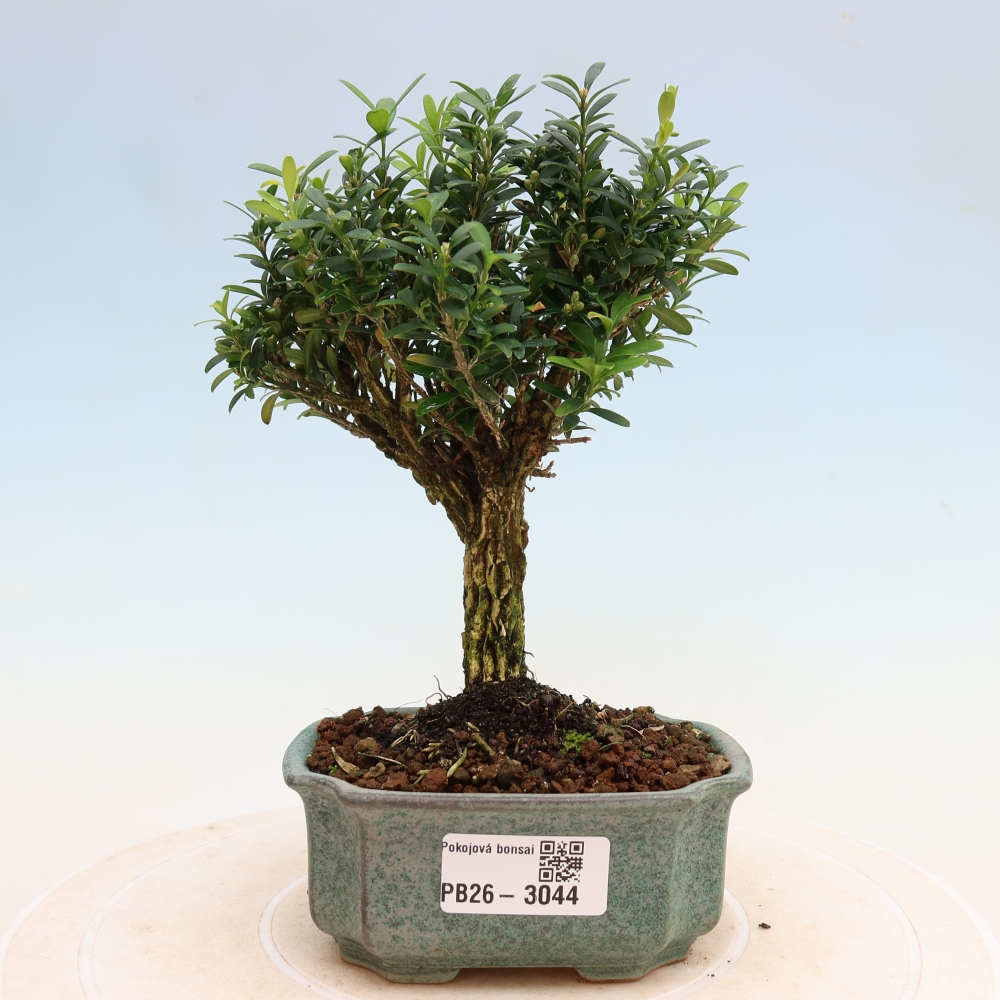 Izbové bonsaje - Buxus harlandii - korkový buxus