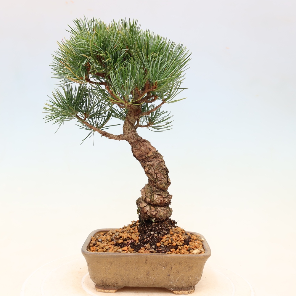 Vonkajšie bonsaje - Pinus parviflora - Pinus parviflora