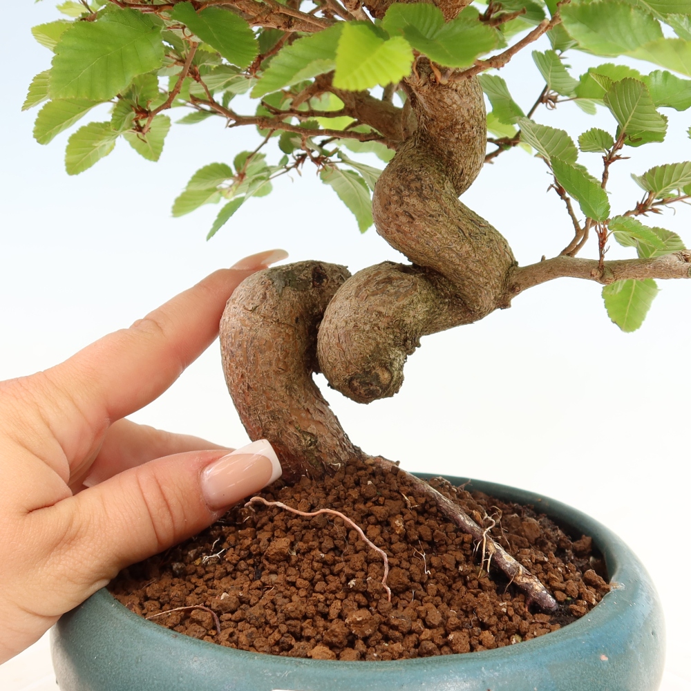 Vonkajší bonsaj -Carpinus coreana - Hrab kórejský