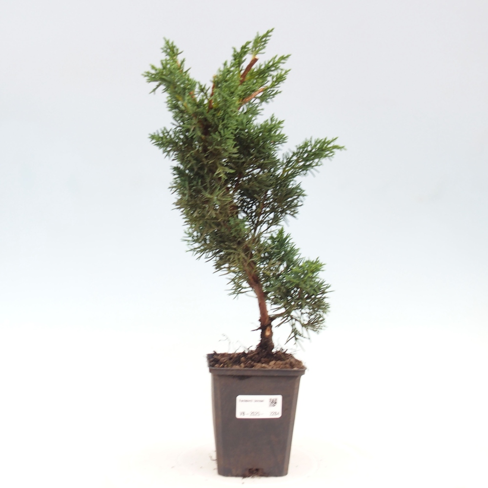 Vonkajšie bonsai - Juniperus chinensis Kishu -Jalovec čínsky
