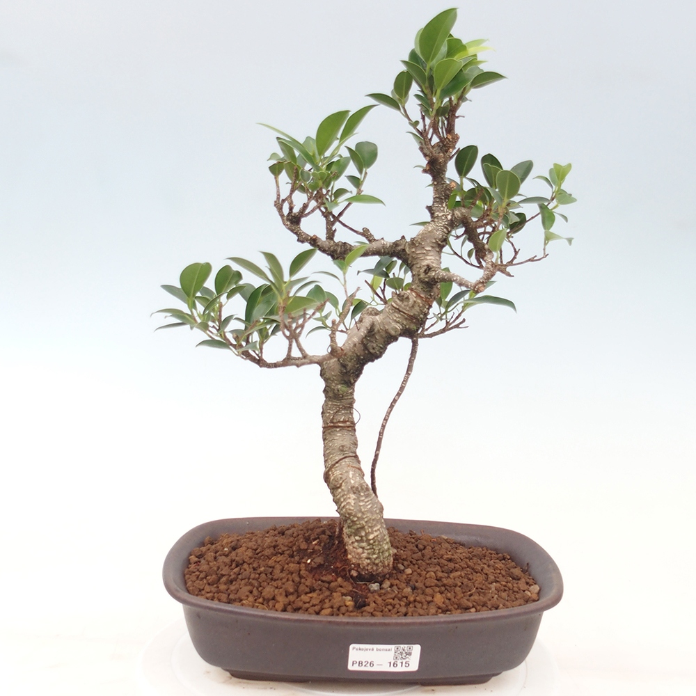Izbová bonsai - Ficus kimmen - malolistá fikus