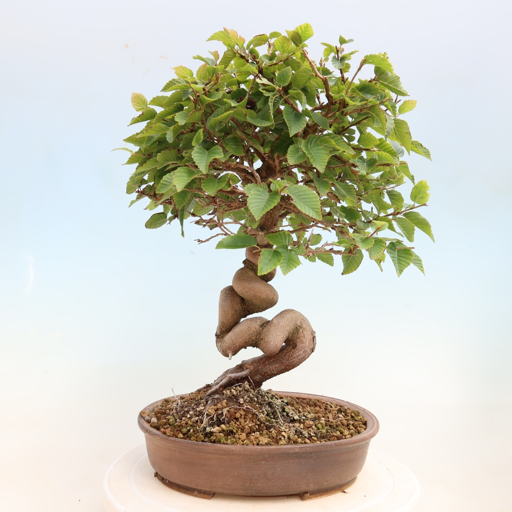 Vonkajšie bonsaje -Carpinus CARPINOIDES - Hrab kórejský
