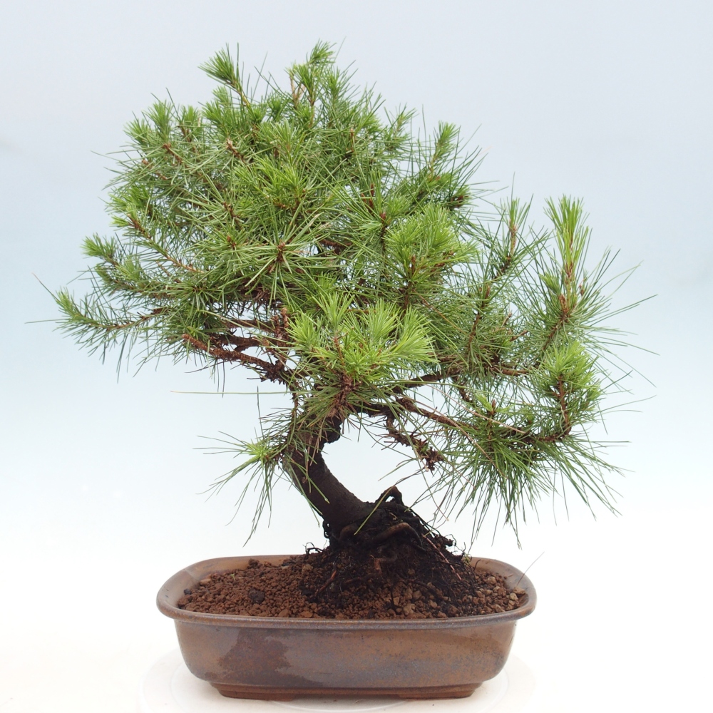 Izbový bonsaj - Pinus halepensis - Borovica aleppská