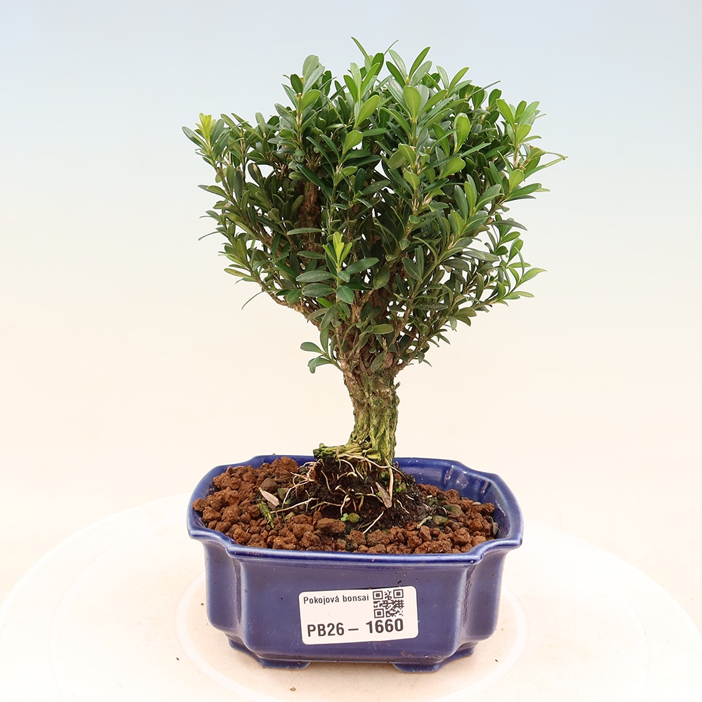 Izbové bonsaje - Buxus harlandii - korkový buxus