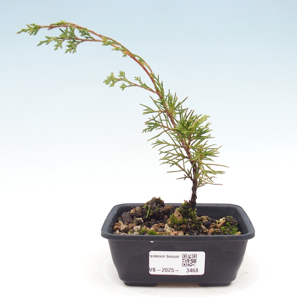 Vonkajší bonsaj - Juniperus chinensis Itoigawa