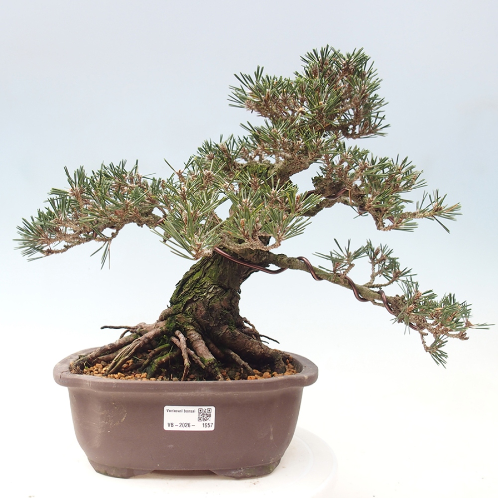 Vonkajšia bonsaj - Pinus thunbergii Kotobuki - borovica Thunbergova