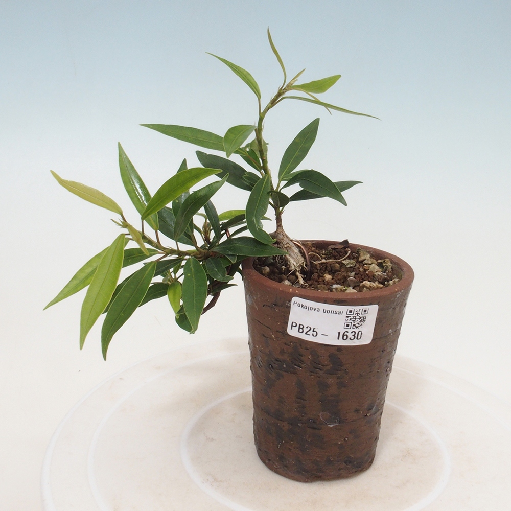 Izbová bonsai - Ficus nerifolia - malolistý fikus