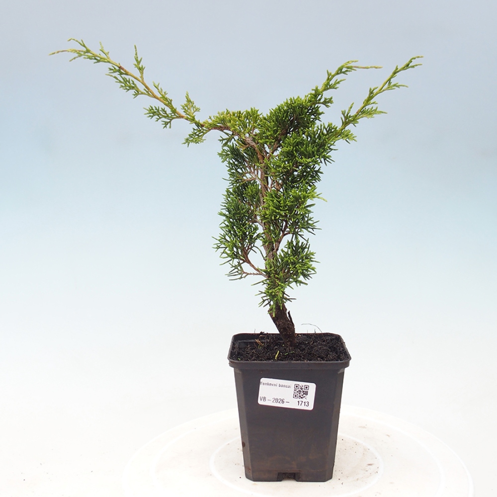 Vonkajší bonsaj - Juniperus chinensis Itoigawa