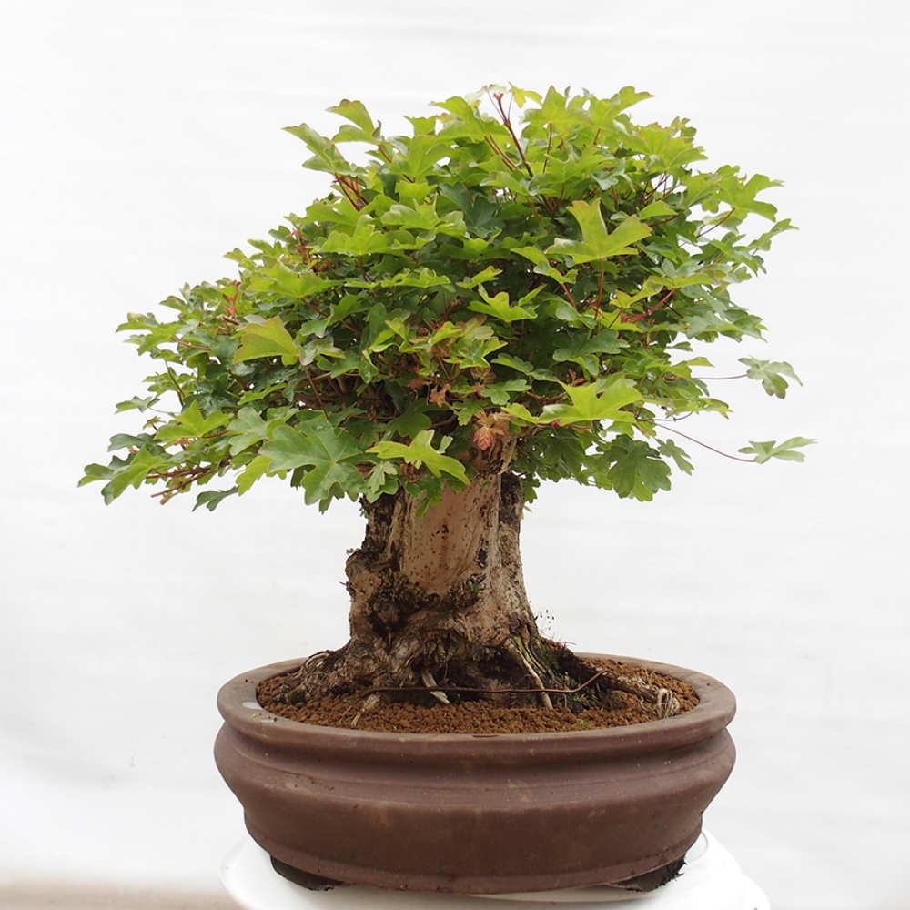 Vonkajší bonsai - Acer Campestre - Javor polný