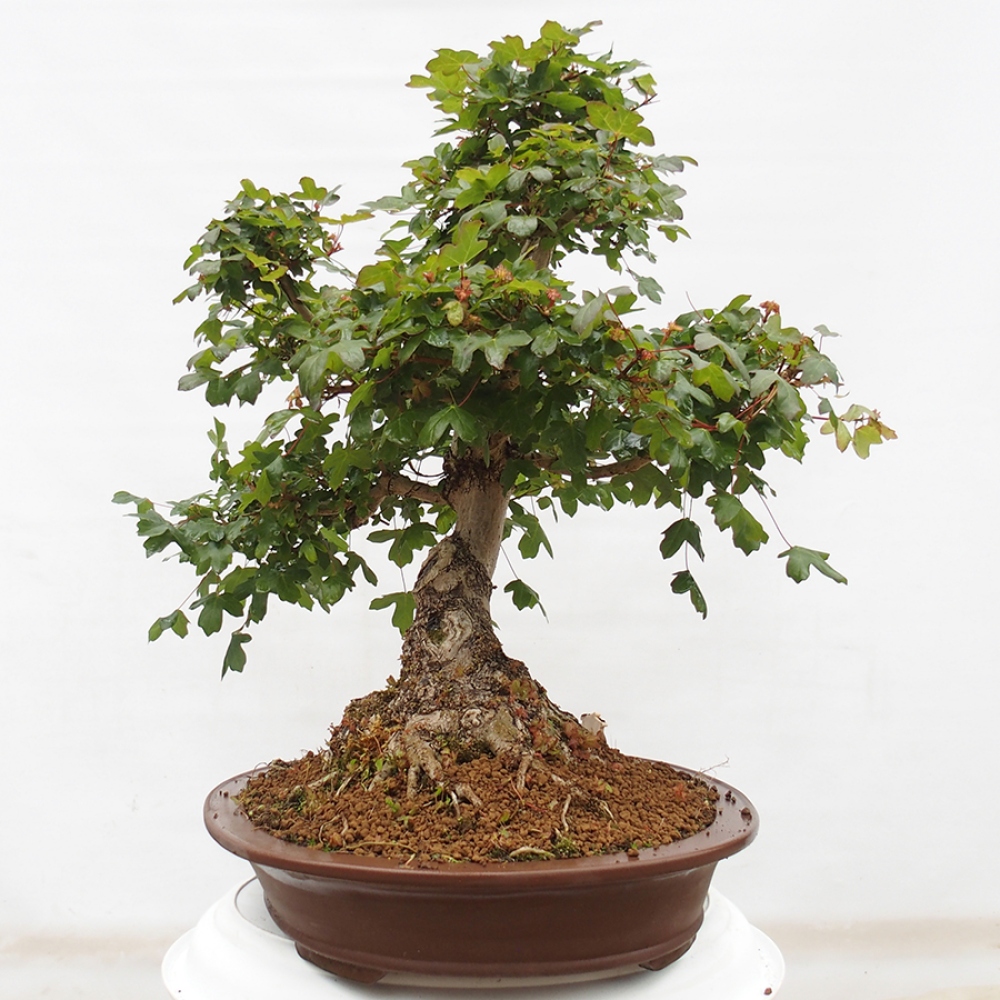 Vonkajší bonsai - Javor Francúzsky - Acer Nonspessulanum