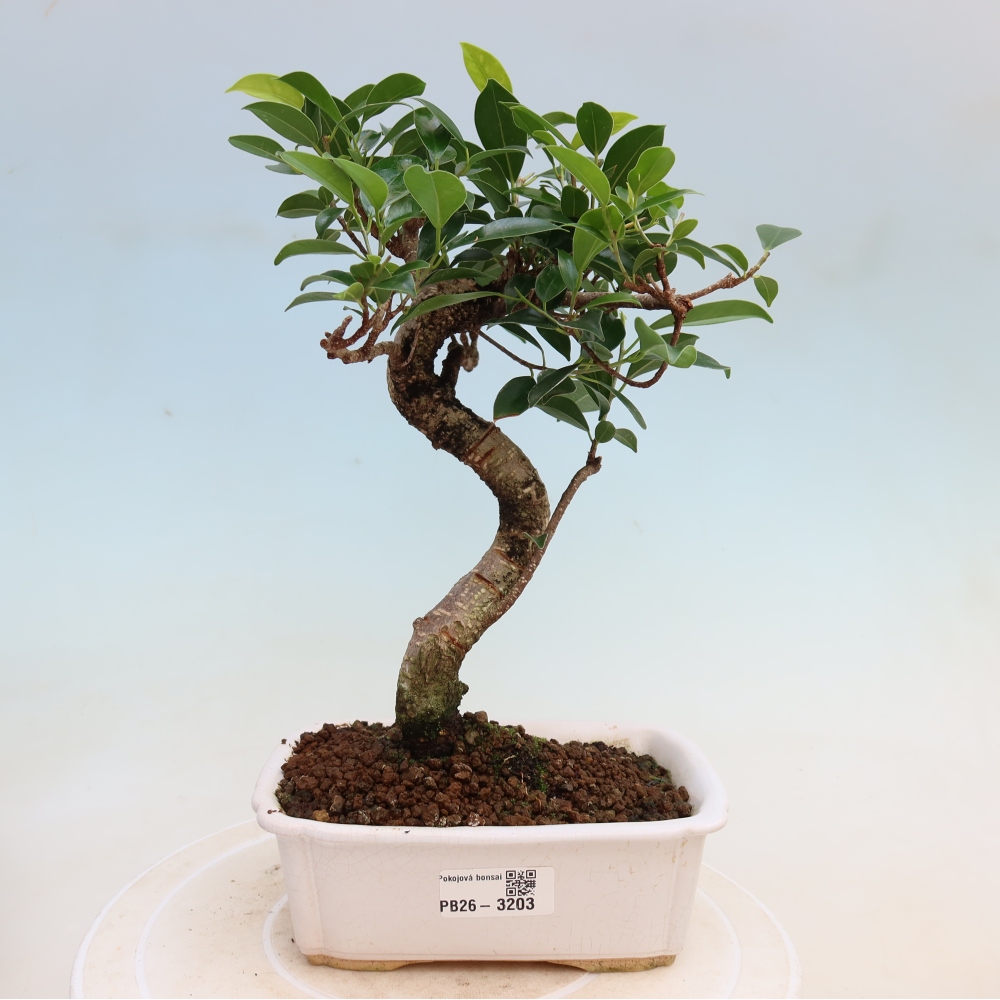 Izbové bonsaje - Ficus kimmen - drobnolistý fikus