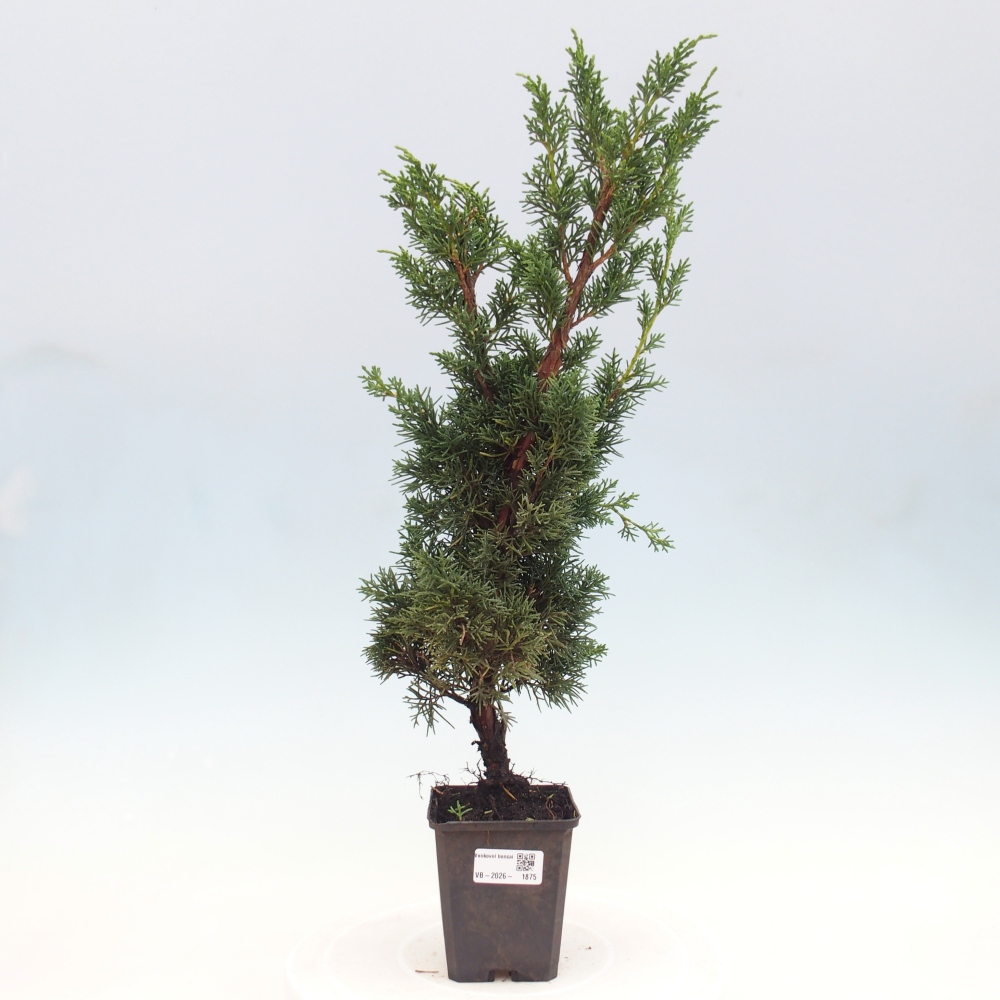 Vonkajší bonsaj - Juniperus chinensis Kishu
