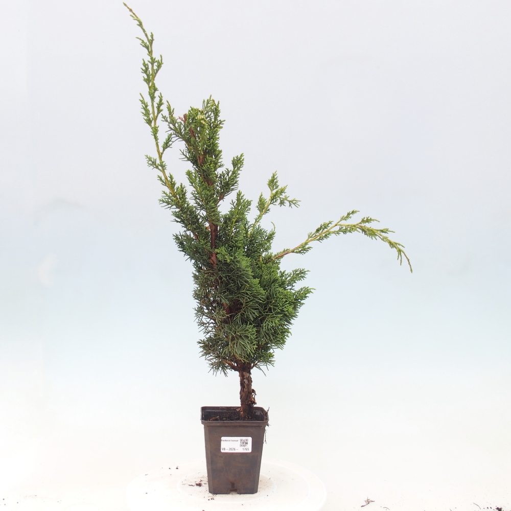 Vonkajší bonsaj - Juniperus chinensis Kishu