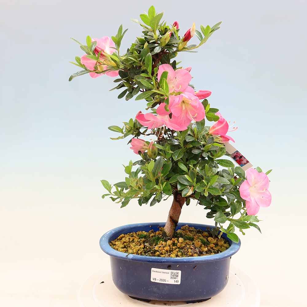 Vonkajšie bonsaje - Japonské azalky - Azalea Santoka