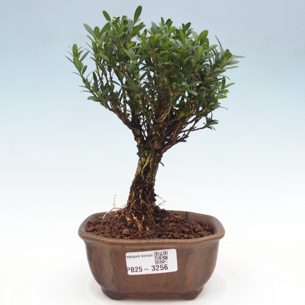 Izbové bonsaje - Buxus harlandii - korkový buxus