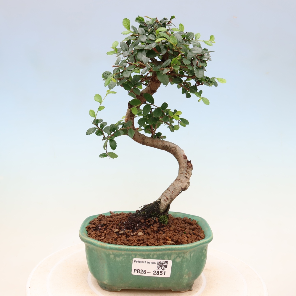 Izbový bonsaj - Ulmus parvifolia - brest malolistý