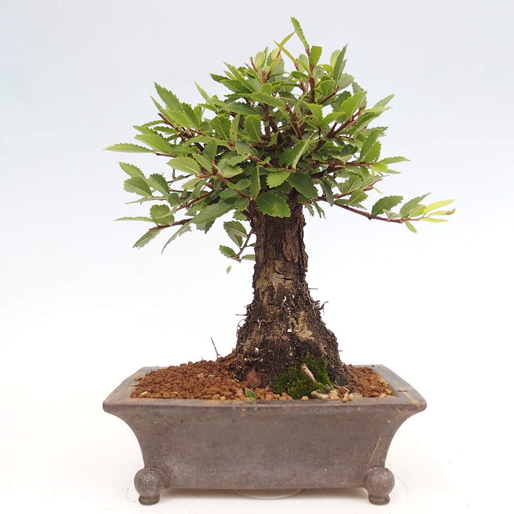 Vonkajšie bonsai - Zelkova - Zelkova Nirom