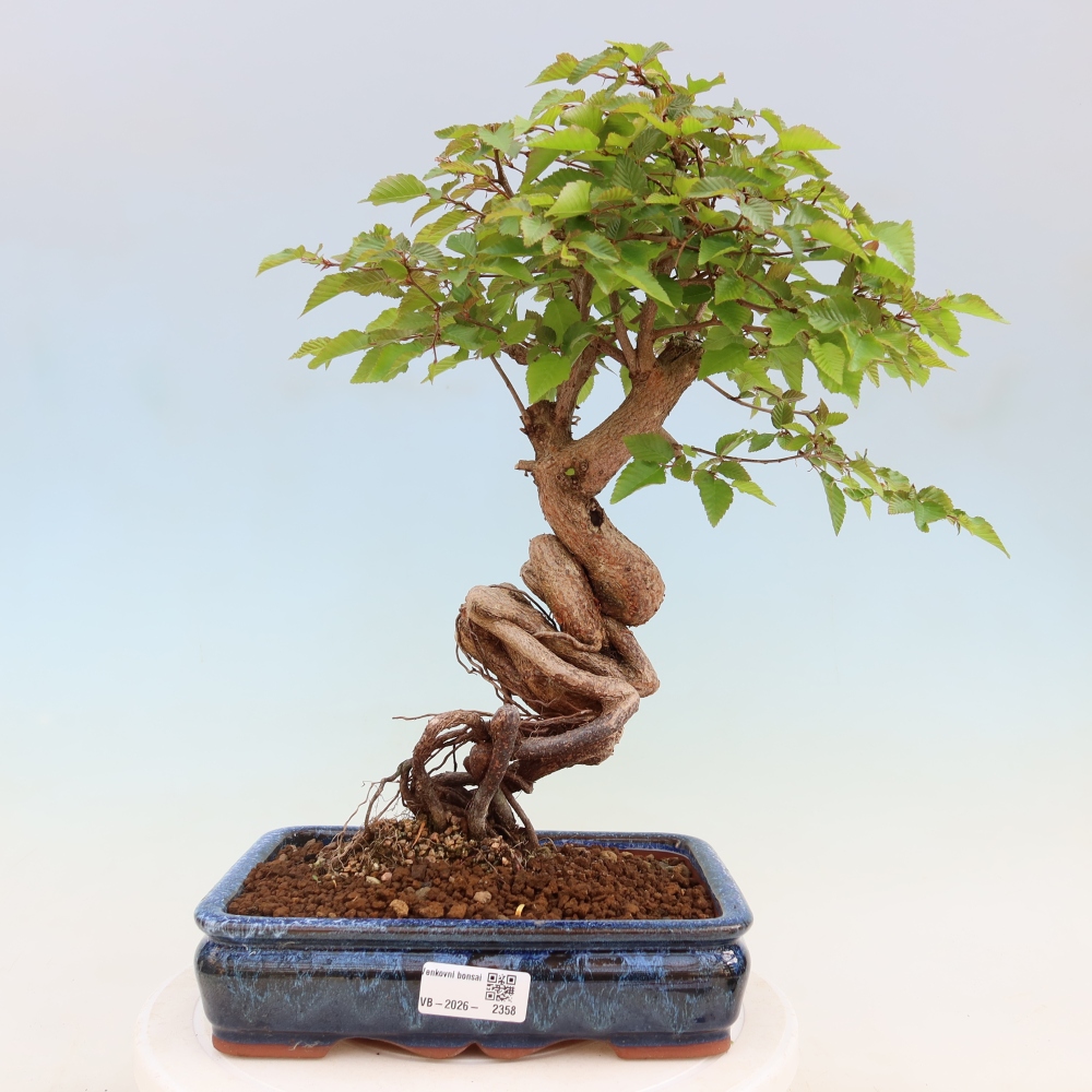 Vonkajší bonsaj -Carpinus coreana - Hrab kórejský
