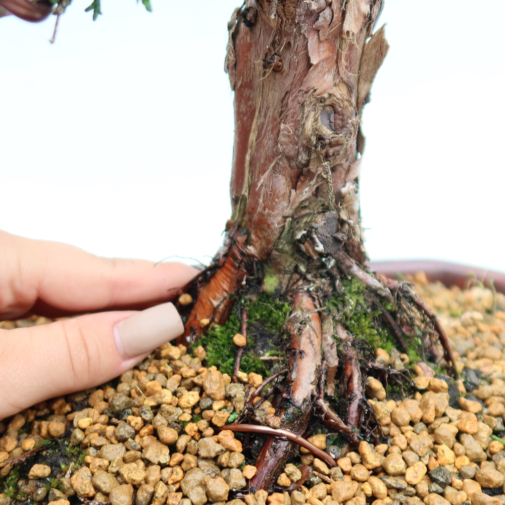 Vonkajší bonsaj - Juniperus chinensis Kishu