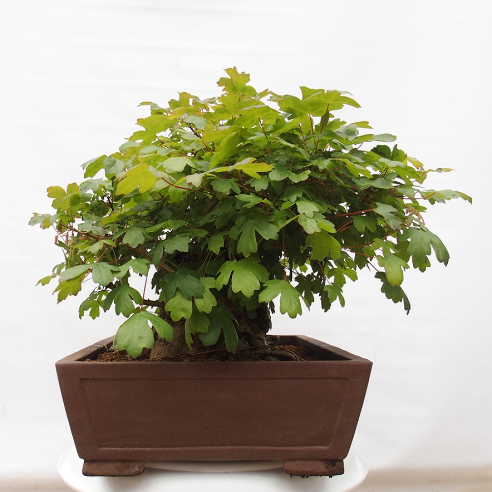 Vonkajší bonsai -Javor babyka - Acer campestre