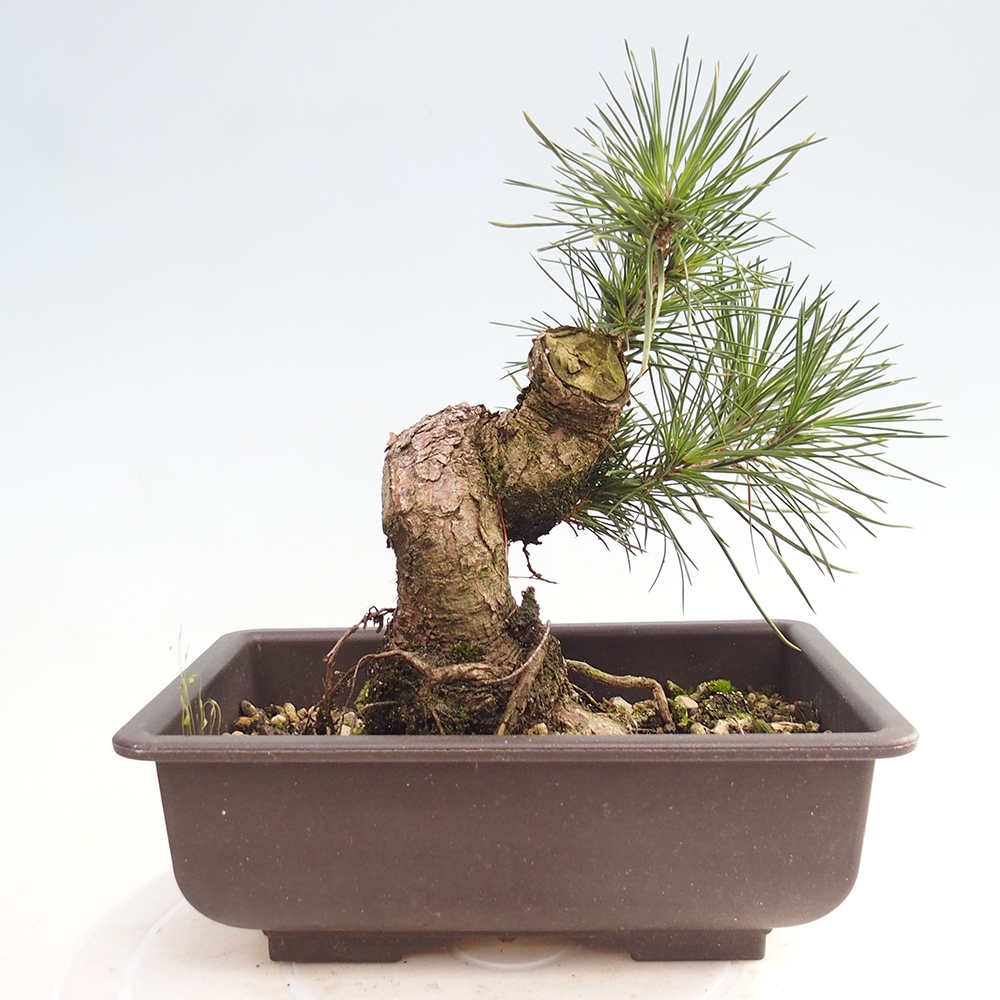 Vonkajšie bonsaje - Pinus thunbergii - borovica Thunbergova