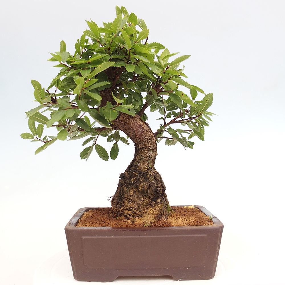 Vonkajšie bonsai - Zelkova - Zelkova serrata