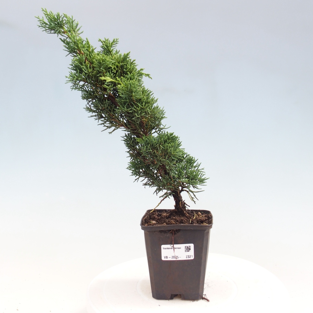 Vonkajšie bonsai - Juniperus chinensis Kishu -Jalovec čínsky