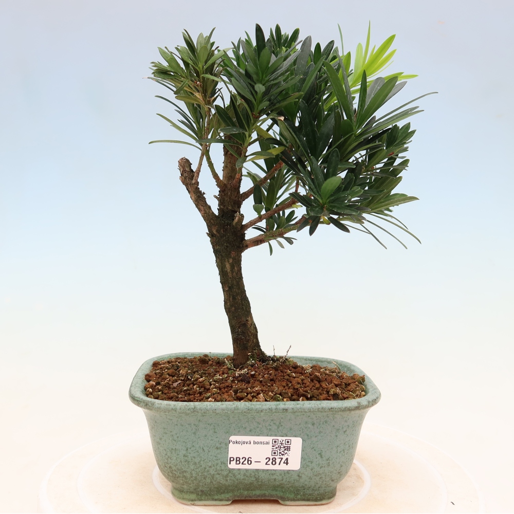 Izbové bonsaje - Podocarpus - Kamenný tis