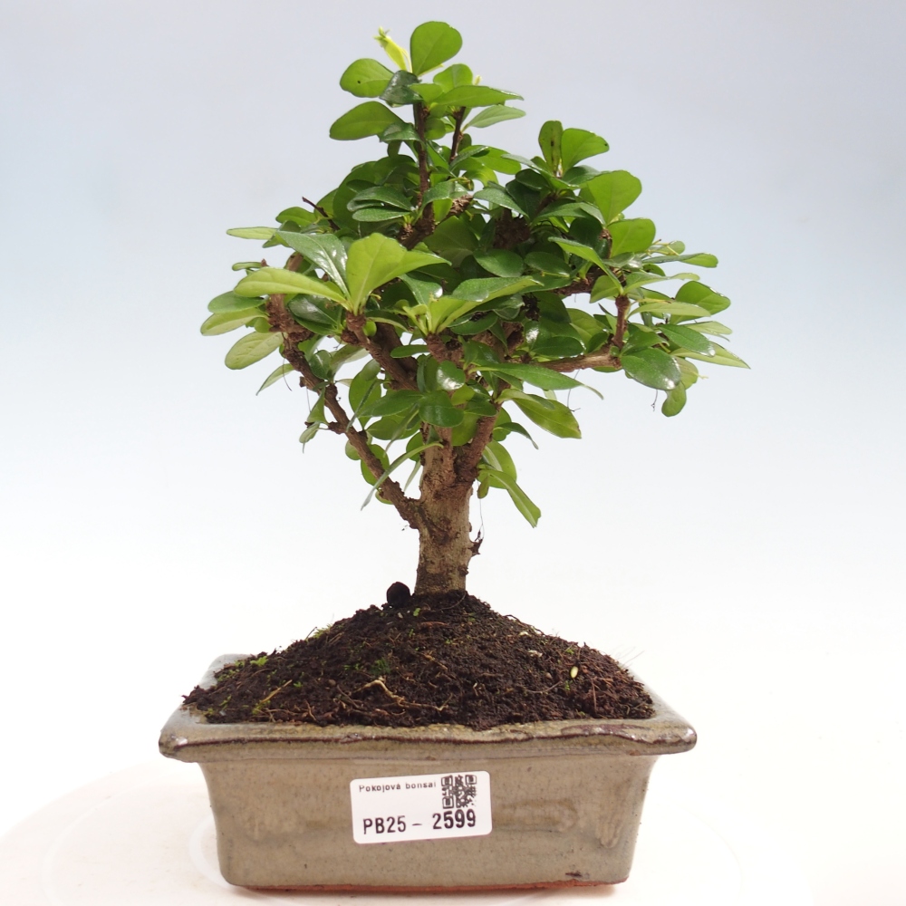 Izbová bonsai - Carmona macrophylla - Čaj fuki