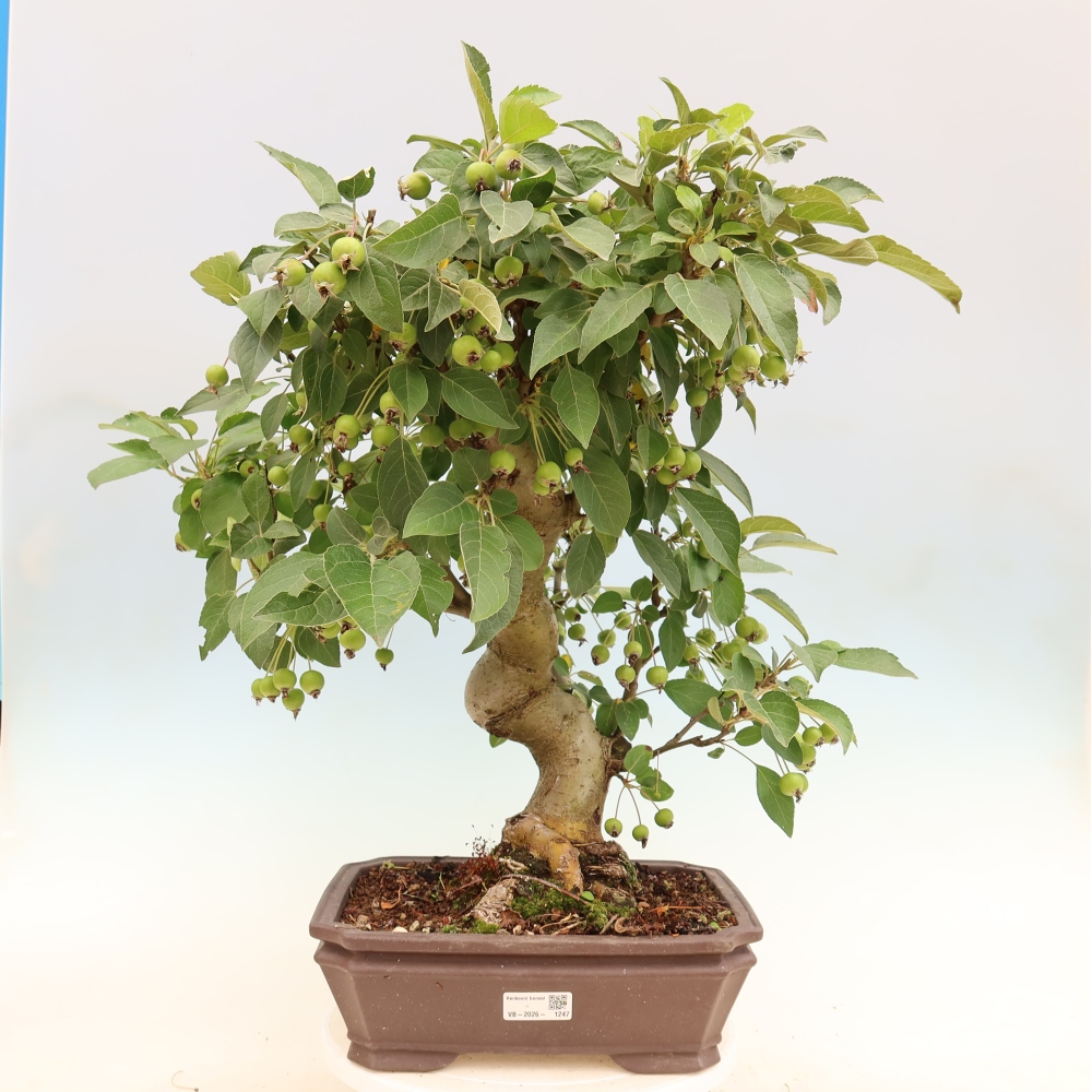 Vonkajšia bonsaj -Malus halliana - Malokvetá jabloň