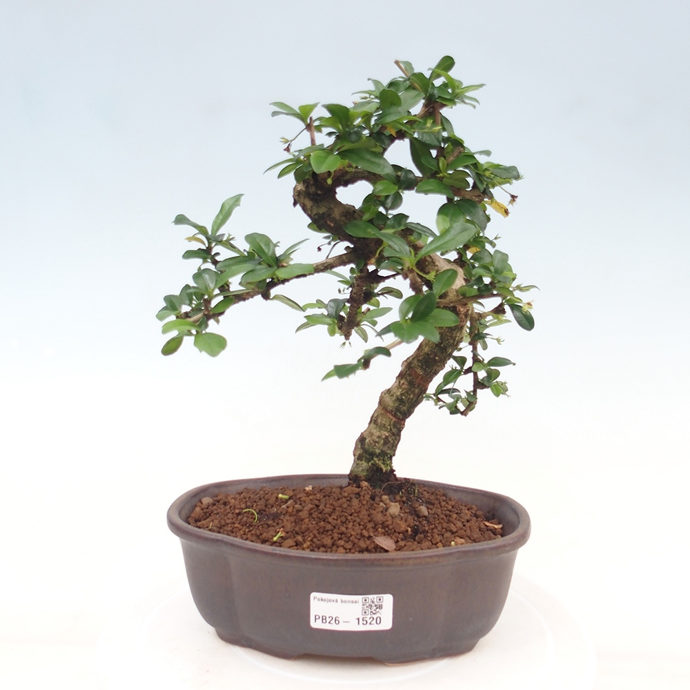 Izbové bonsaje - Carmona macrophylla - Tea fuki