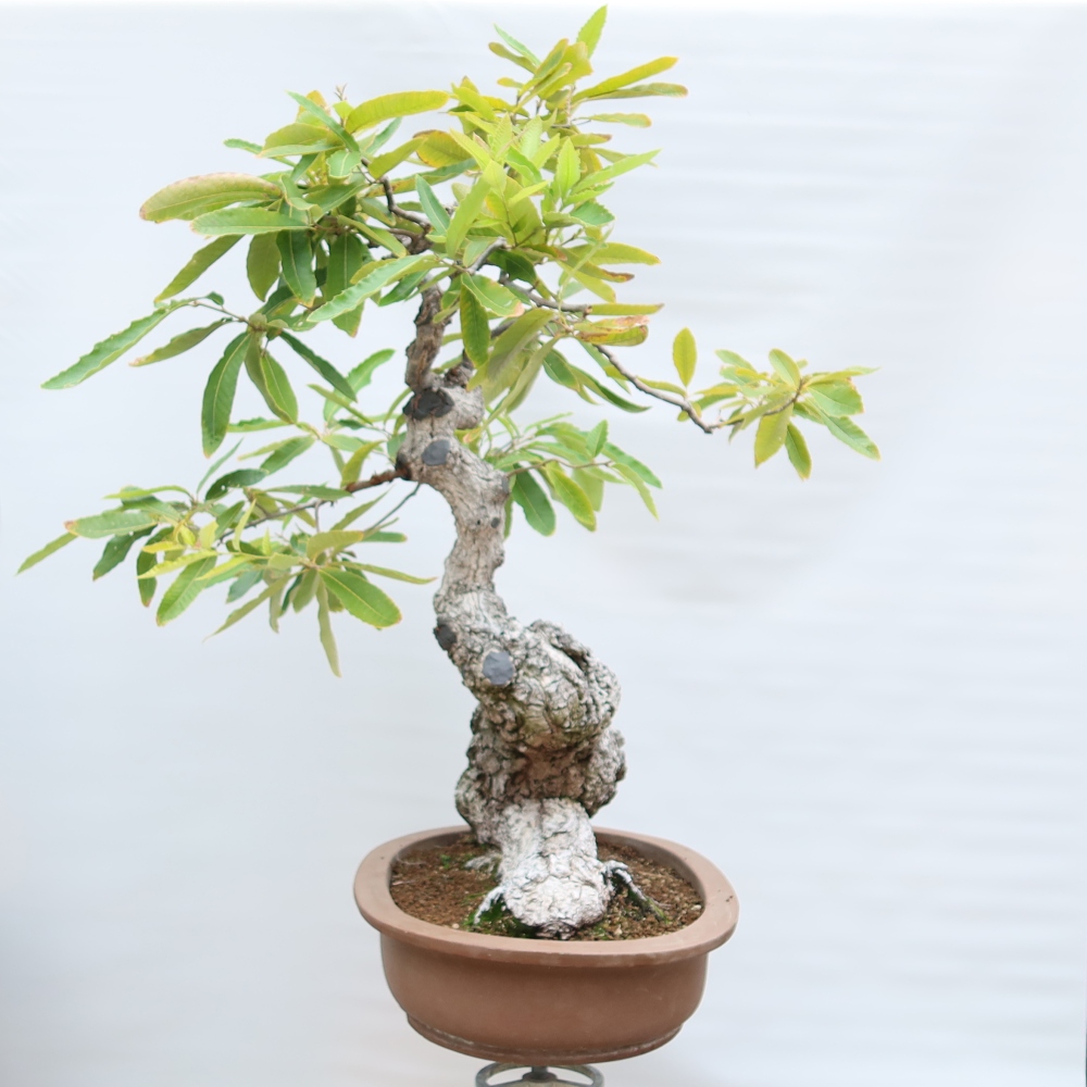 Vonkajší bonsai – Quercus castaneifolia – dub gaštanolistý