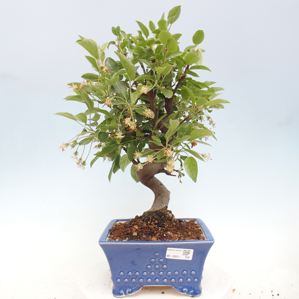 Vonkajší bonsai -Malus halliana - Maloplodá jabloň
