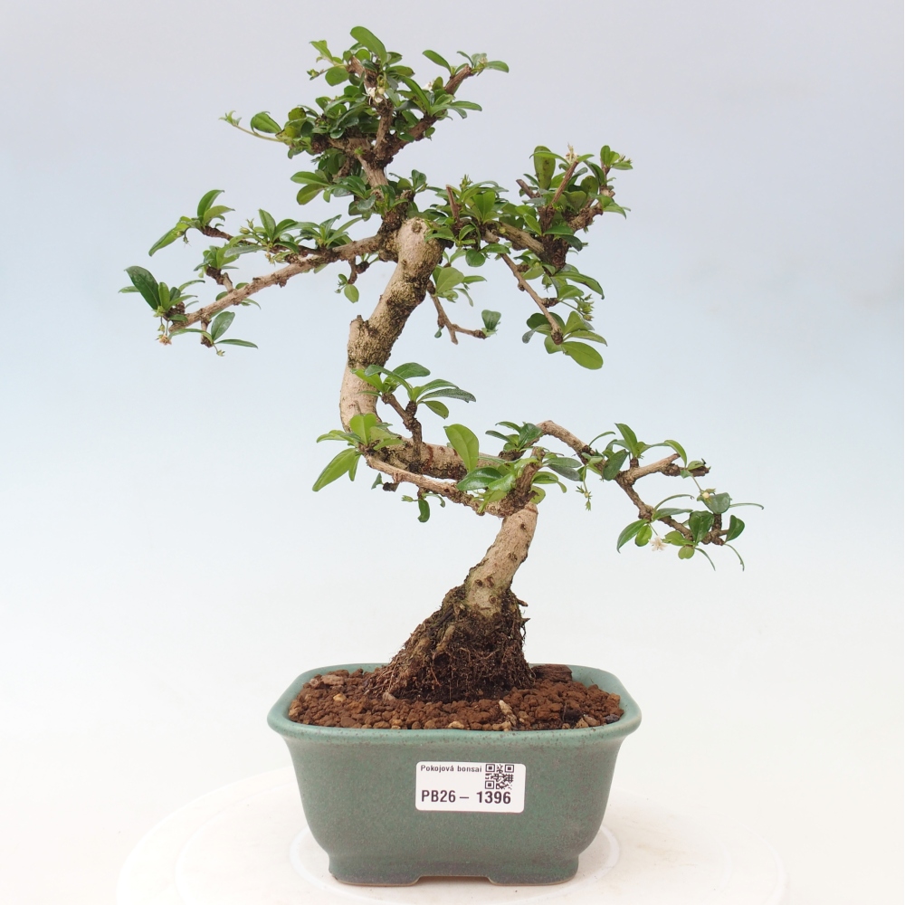 Izbové bonsaje - Carmona macrophylla - Tea fuki
