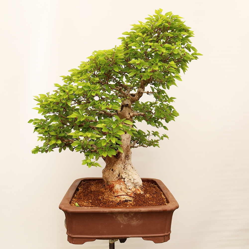 Vonkajší bonsai -Carpinus Coreana - Hrab kórejský