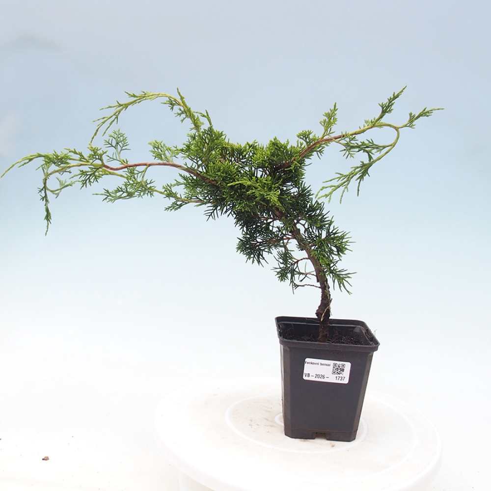 Vonkajší bonsaj - Juniperus chinensis Itoigawa