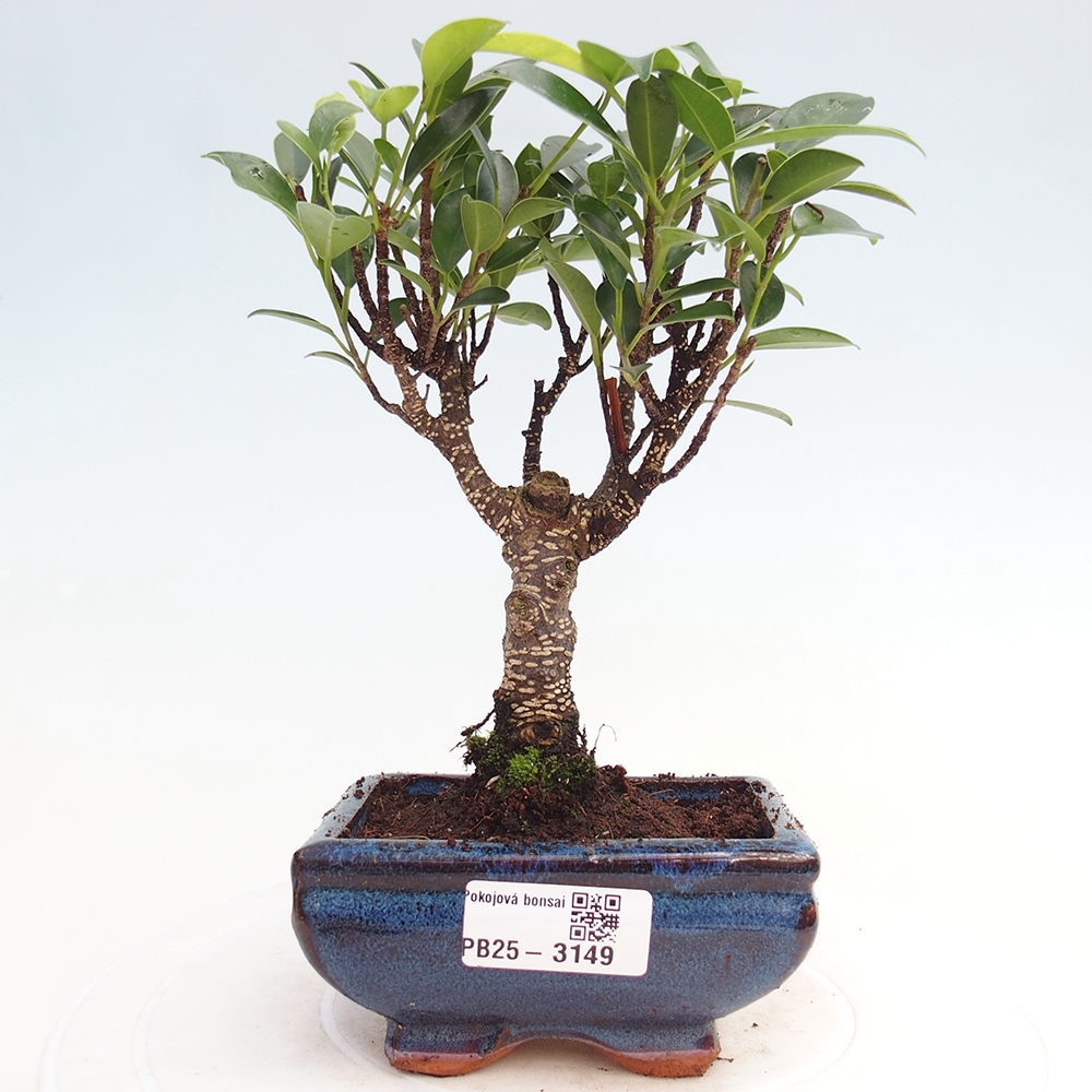 Izbové bonsaje Ficus retusa kimmen