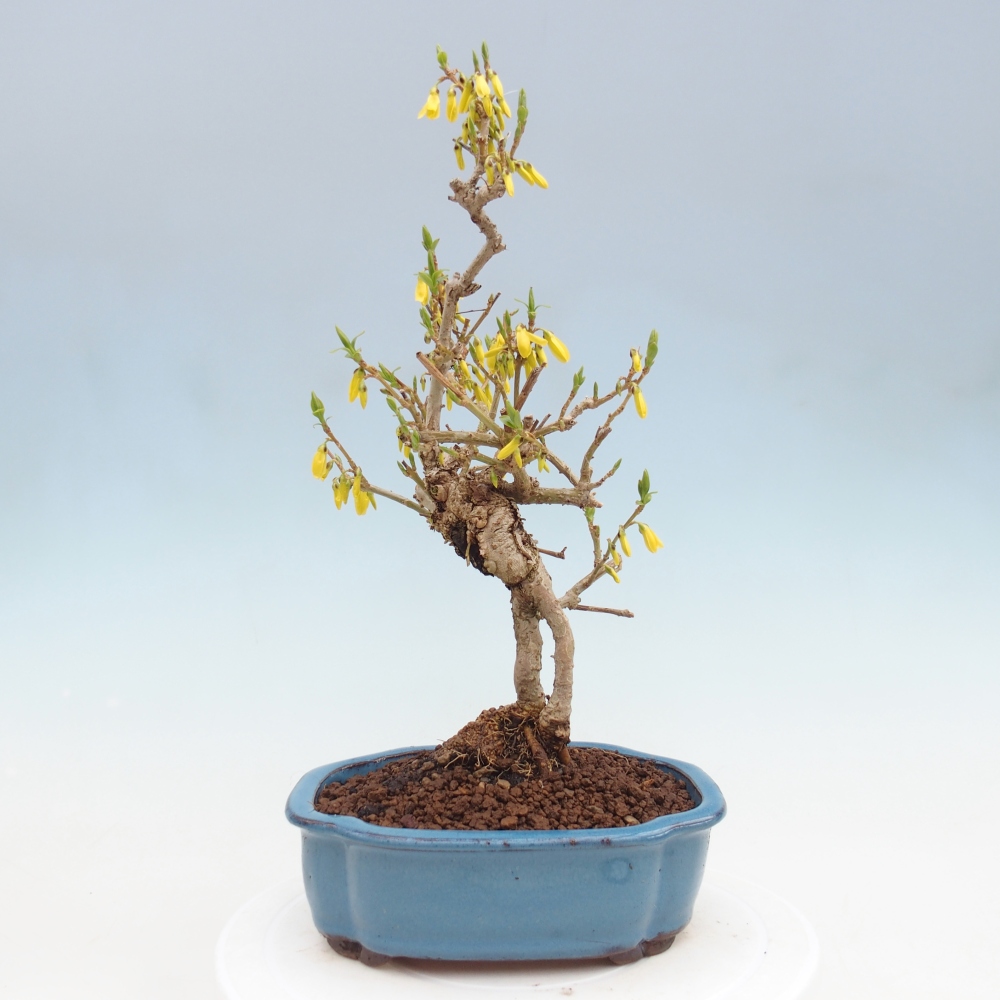 Vonkajšie bonsaje - Zlatice - Forsythia koreana