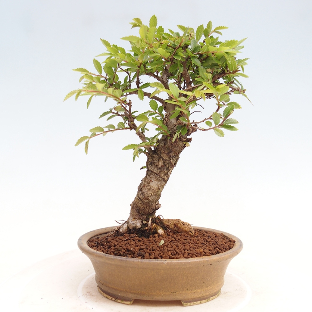Vonkajšie bonsai - Zelkova - Zelkova Nirom