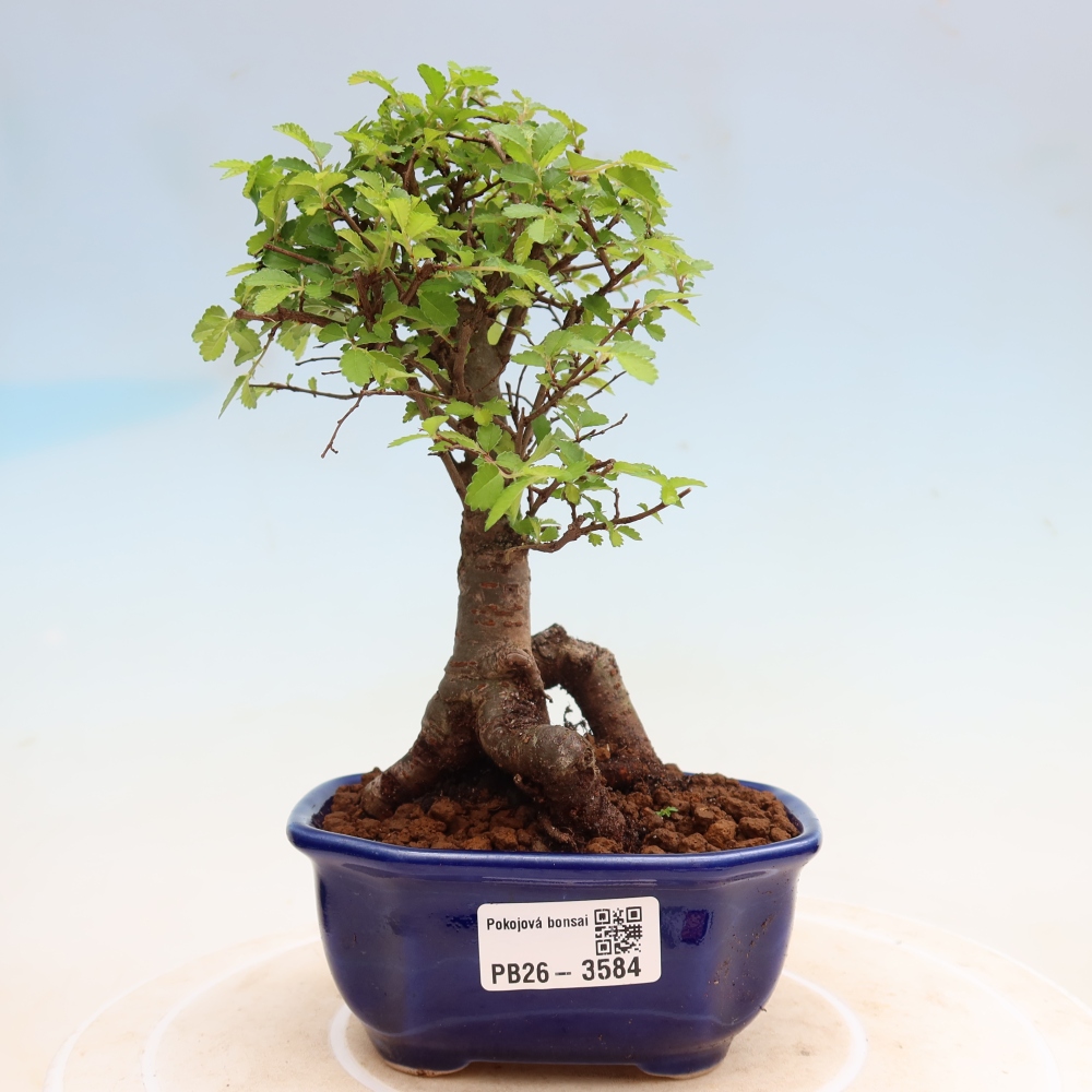 Izbový bonsaj - Ulmus parvifolia - brest malolistý