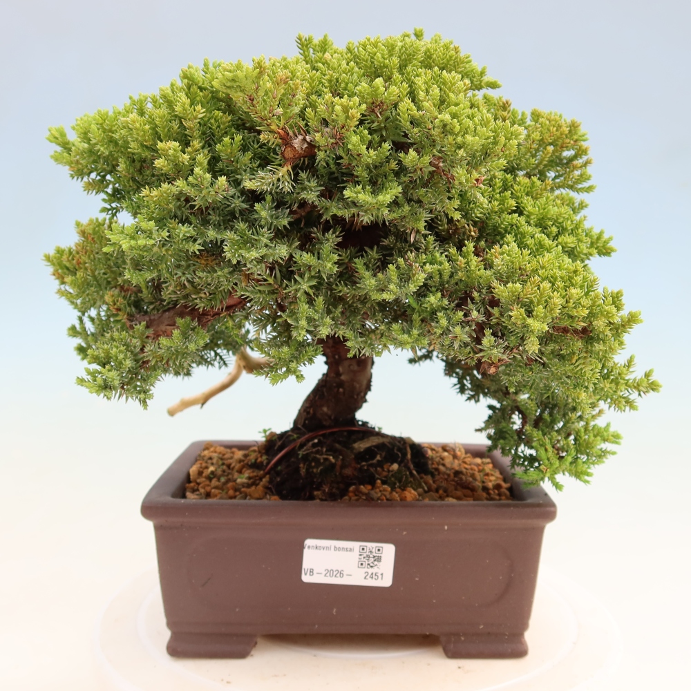 Vonkajší bonsai – Juniperus procumbens – jalovec ležiaci